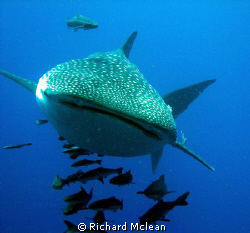 Chumpon Pinnacle, Koh Tao by Richard Mclean 